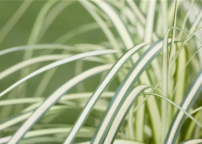 Carex – mehr als nur einfache Gräser Carex – mehr als nur einfache Gräser