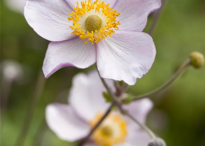 Anemone japonica