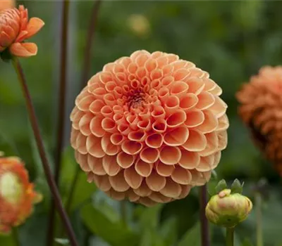 Dahlia Pompon Dahlia Pompon