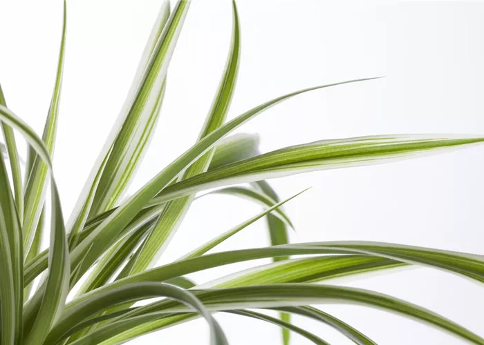 Die Grünlilie in einer Hydrokultur Die Grünlilie in einer Hydrokultur