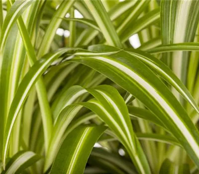 Chlorophytum comosum Chlorophytum comosum