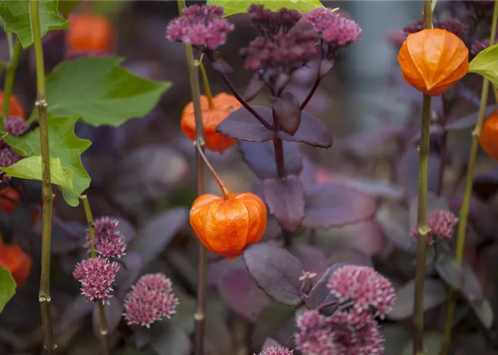 Schaurig schöne Tischgirlande aus Physalis Schaurig schöne Tischgirlande aus Physalis
