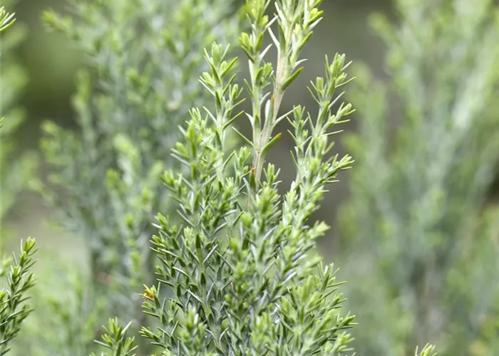 Chamaecyparis lawsoniana 'Ellwoodii'