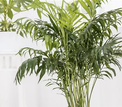 Areca catechu Areca catechu