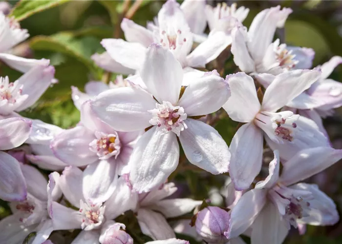 Deutzia x hybrida 'Mont Rose'