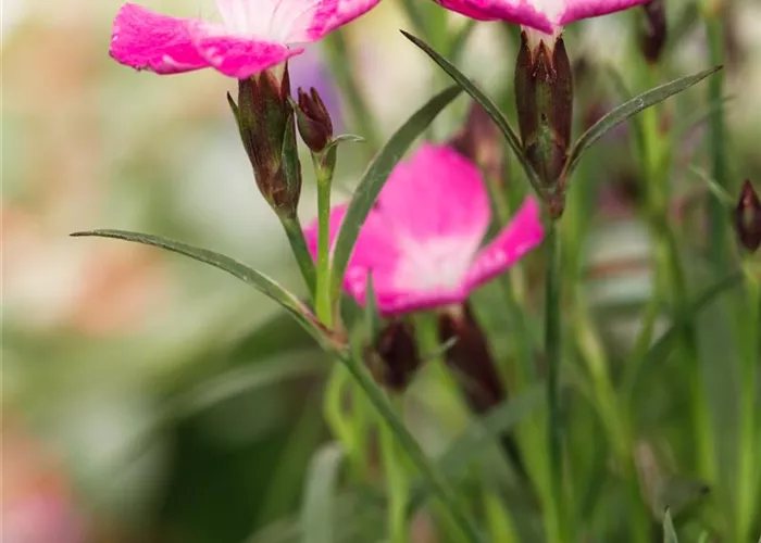 Dianthus 'Kahori'®