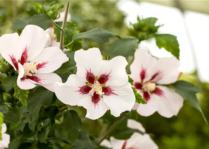 Hibiscus syriacus 'Hamabo' Hibiscus syriacus 'Hamabo'