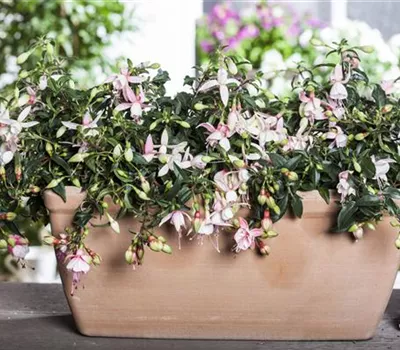 Fuchsia Hybride Fuchsia Hybride