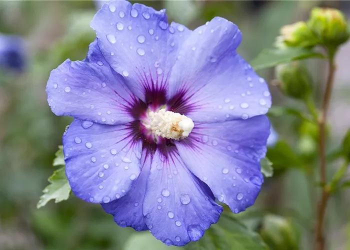 Hibiscus syriacus 'Oiseau Bleu'