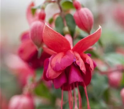 Fuchsia 'Jollies'® Fuchsia 'Jollies'®