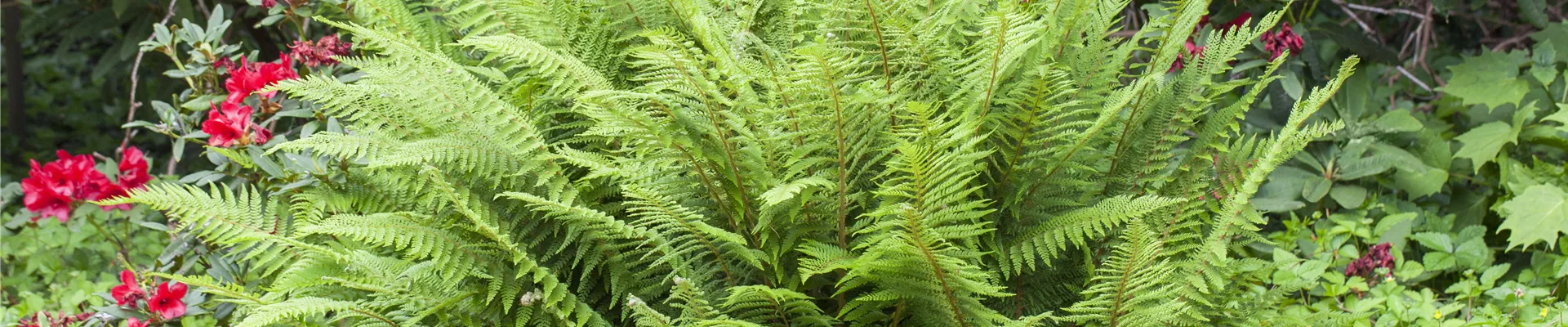 GS430120.jpg GS430120.jpg