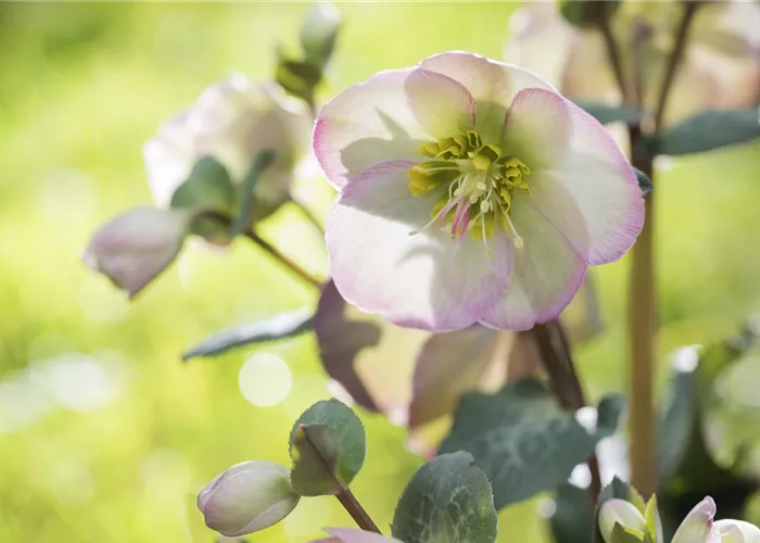 Fleur primeur - zarte Frühlingsgrüße aus dem Blumengarten Fleur primeur - zarte Frühlingsgrüße aus dem Blumengarten
