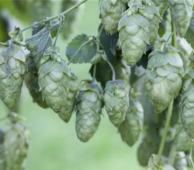Humulus lupulus Humulus lupulus