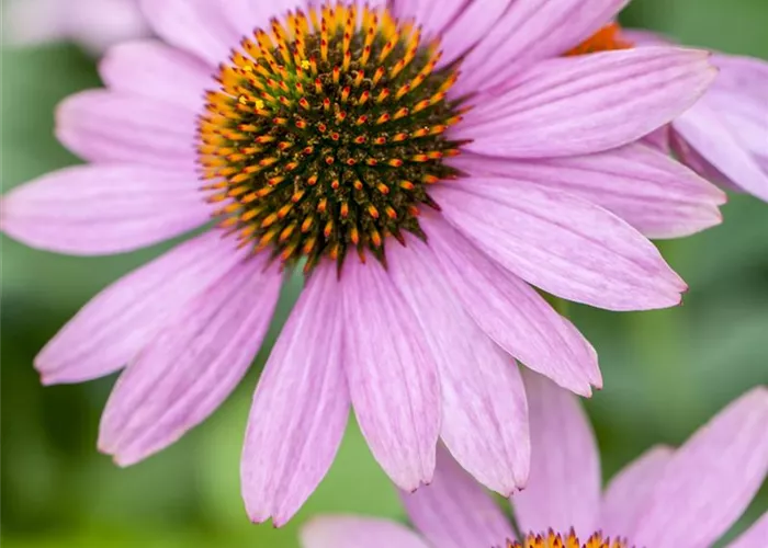 Echinacea purpurea 'PowWow'®