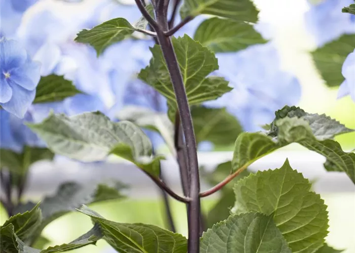 Hydrangea 'Black Steel'®