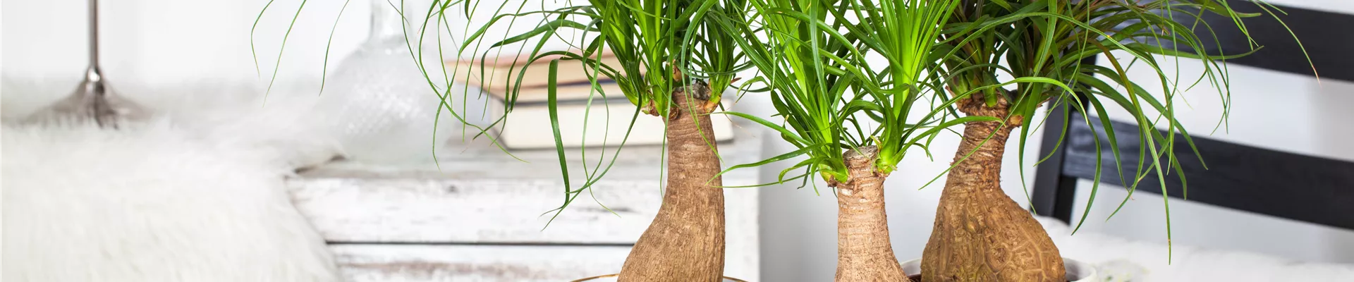 GS523796.jpg GS523796.jpg