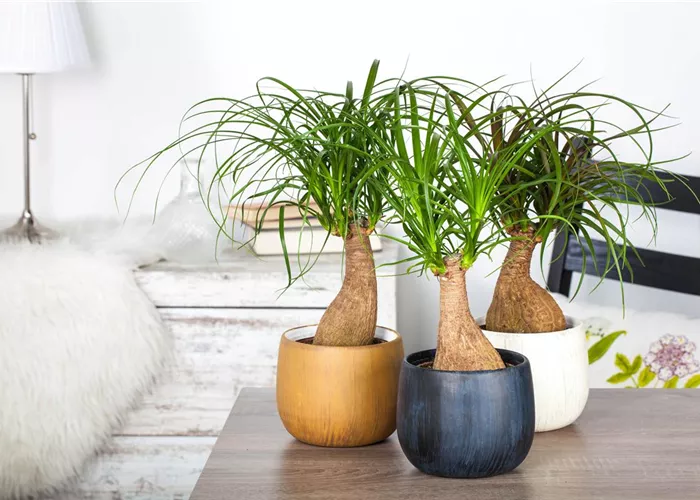 Fußpflege der botanischen Art: Elefantenfuß richtig pflegen Fußpflege der botanischen Art: Elefantenfuß richtig pflegen