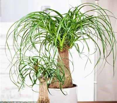 Beaucarnea recurvata Beaucarnea recurvata