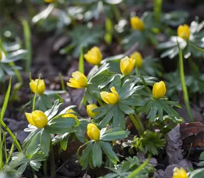 Eranthis hyemalis Eranthis hyemalis