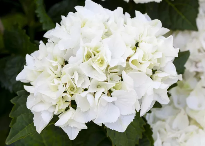 Hydrangea macrophylla, weiß