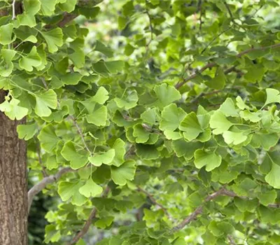 Ginkgo biloba Ginkgo biloba