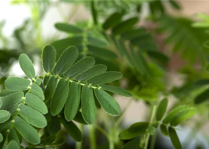 Mimosen, die sensiblen Geschöpfe der Pflanzenwelt Mimosen, die sensiblen Geschöpfe der Pflanzenwelt