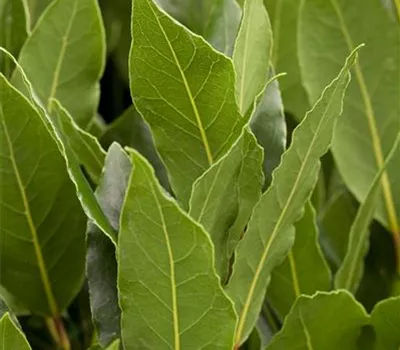 Laurus nobilis Laurus nobilis