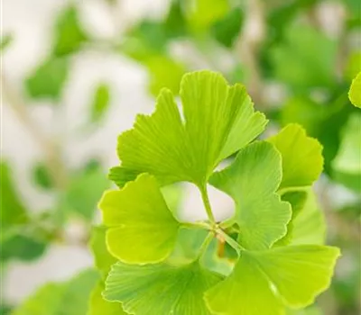 Ginkgo biloba 'Menhir'® Ginkgo biloba 'Menhir'®