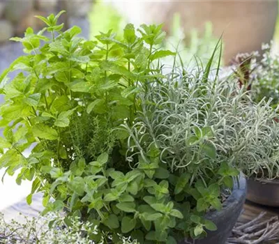 Gartenkräuter Gartenkräuter