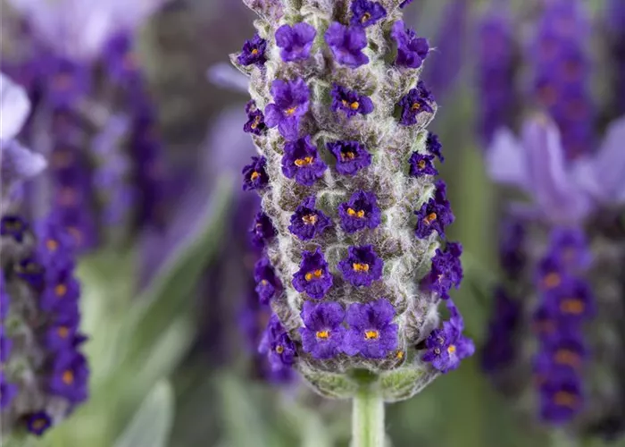 Lavandula stoechas