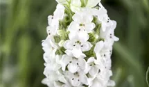 Garten-Schopf-Lavendel