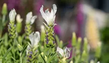Garten-Schopf-Lavendel