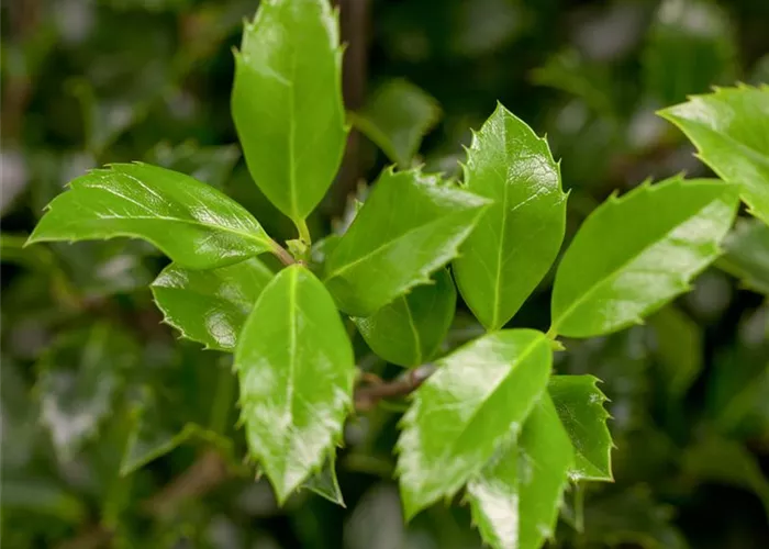 Ilex meserveae 'Heckenstar'(s)
