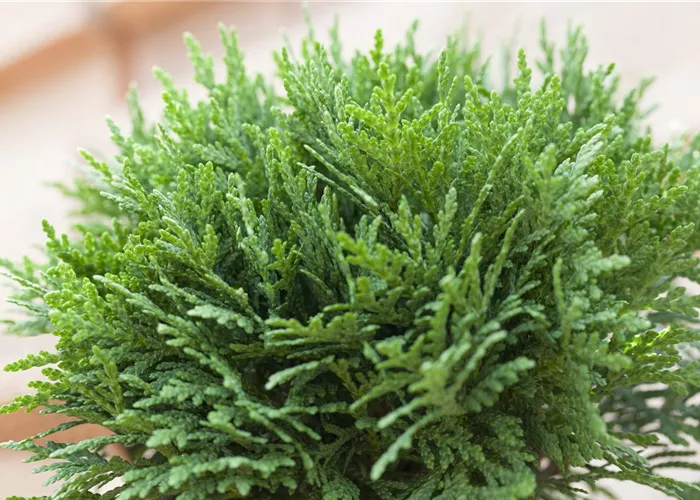 Zwerggehölze für Terrasse und Balkon  Zwerggehölze für Terrasse und Balkon