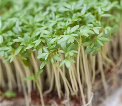 Lepidium sativum Lepidium sativum