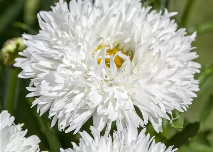 Leucanthemum x superbum (gefüllt blühend)