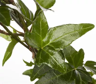 Hedera helix Hedera helix