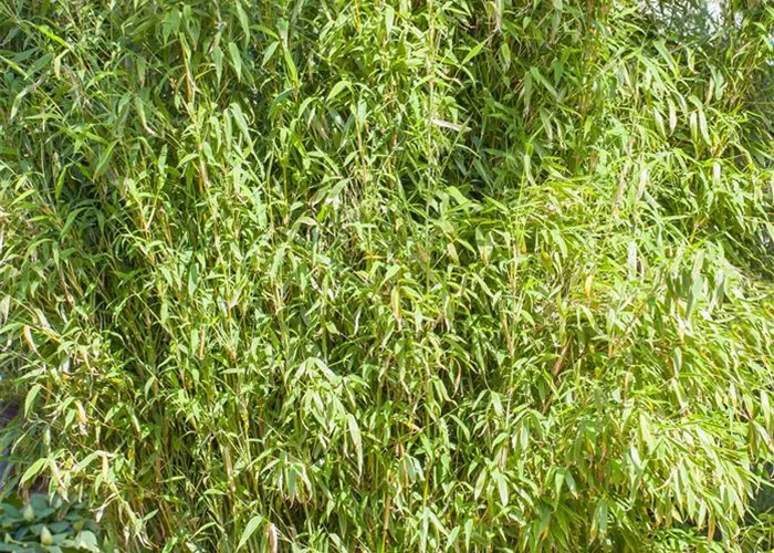 Fargesia murielae 'Standing Stone'®