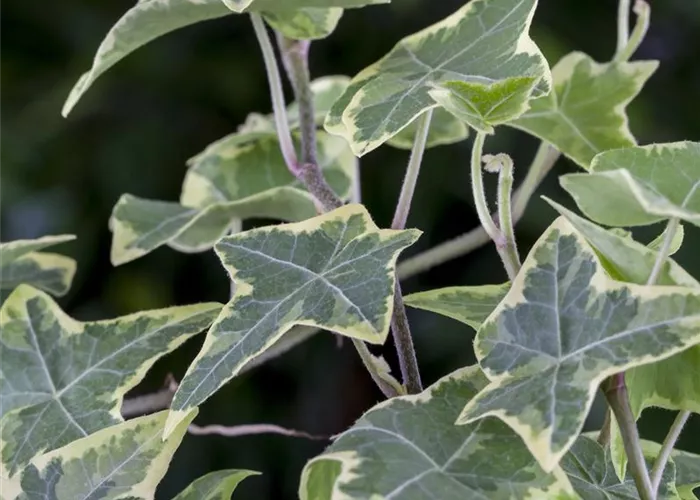 Hedera helix 'Little Diamond'