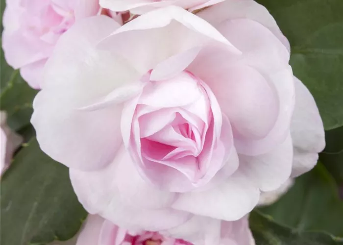 Impatiens walleriana