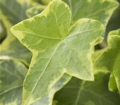 Hedera helix, gelb-grün Hedera helix, gelb-grün