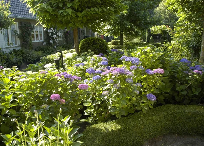 Bäume und Sträucher im Frühjahr – es müssen nicht immer Blumen sein Bäume und Sträucher im Frühjahr – es müssen nicht immer Blumen sein