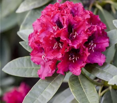 INKARHO® Rhododendron