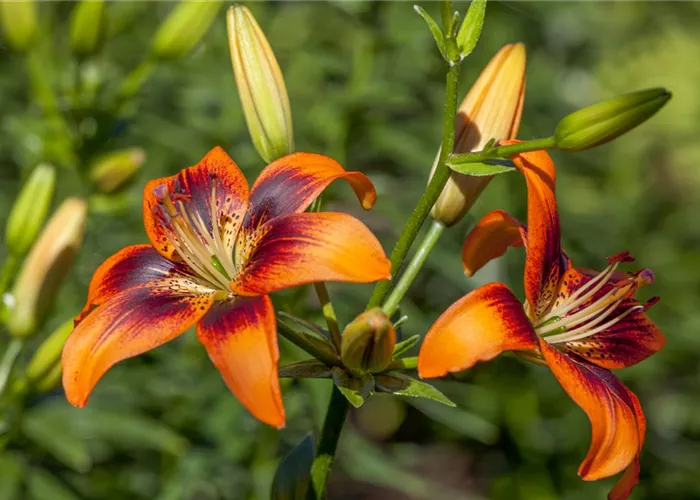 Lilium Asiatic Lilium Asiatic