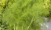 Gewöhnlicher Fenchel