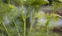 Gewöhnlicher Fenchel