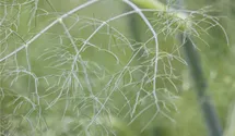 Gewöhnlicher Fenchel