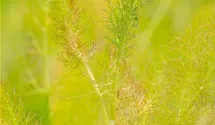 Gewöhnlicher Fenchel