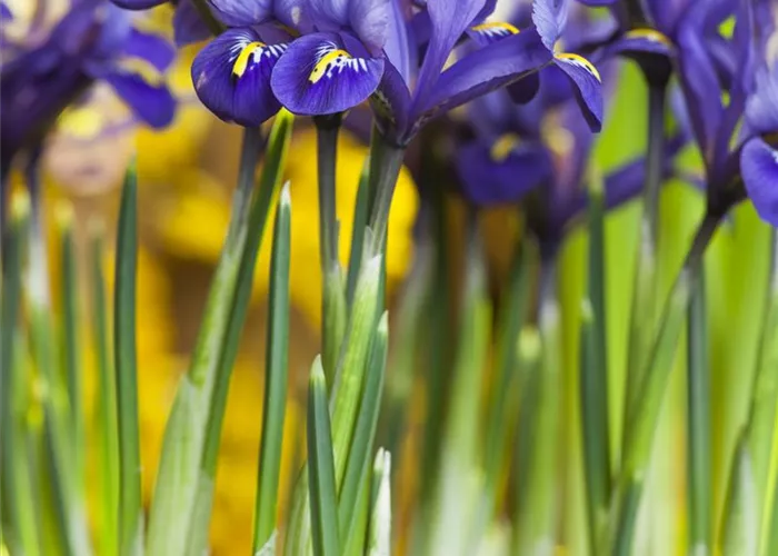 Iris reticulata Iris reticulata