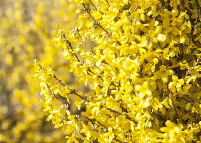 Forsythia x intermedia 'Week End'®